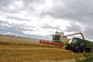 Harvesting Wheat